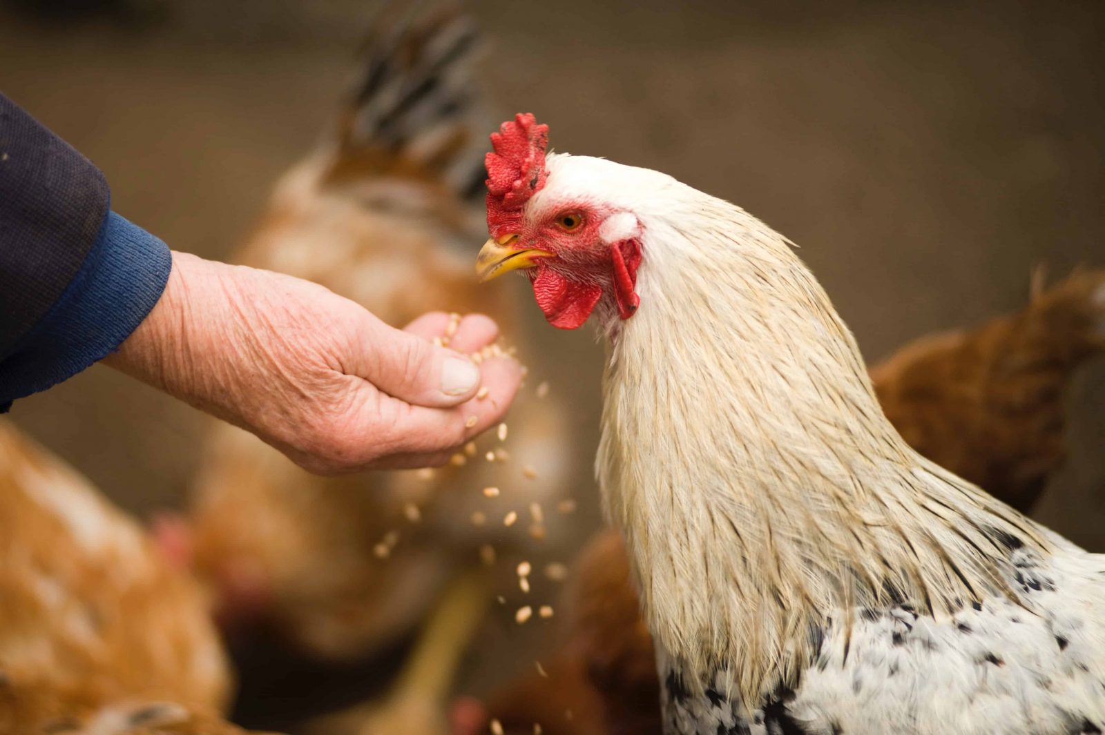 ¿Hormonas en la alimentación de los pollos? 6